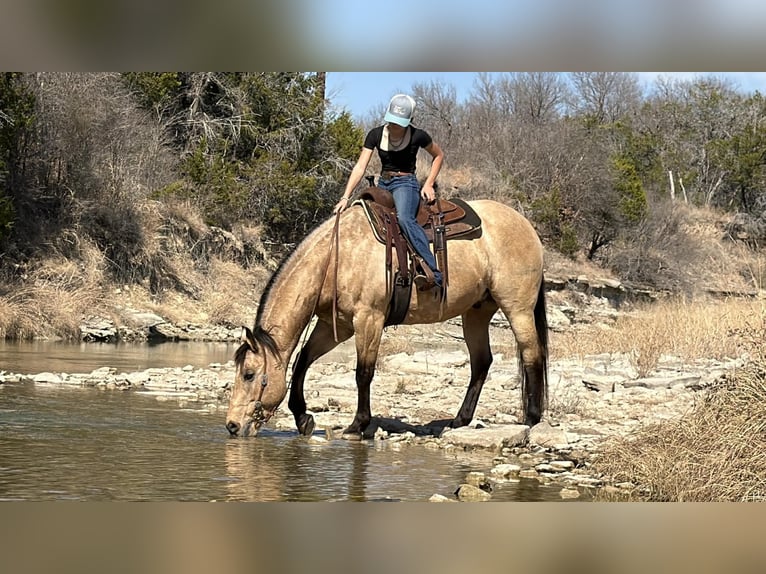 American Quarter Horse Ruin 10 Jaar 160 cm Buckskin in Cleburne