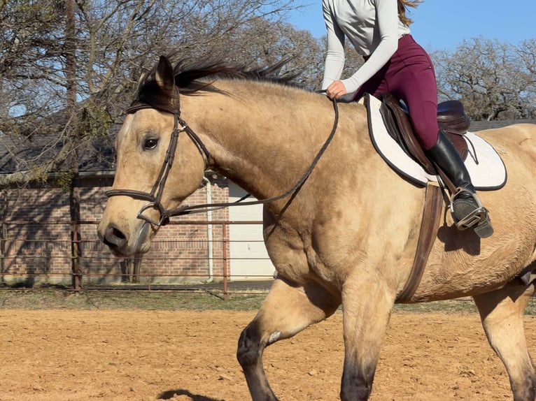 American Quarter Horse Ruin 10 Jaar 160 cm Buckskin in Cleburne