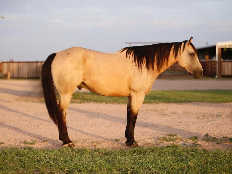 American Quarter Horse Ruin 10 Jaar 160 cm Buckskin in Amarillo, TX