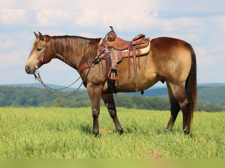 American Quarter Horse Ruin 10 Jaar 160 cm Buckskin in Clarion, PA