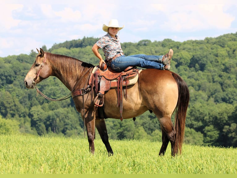 American Quarter Horse Ruin 10 Jaar 160 cm Buckskin in Clarion, PA