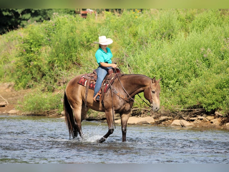 American Quarter Horse Ruin 10 Jaar 160 cm Buckskin in Clarion, PA