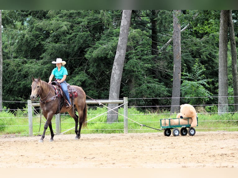American Quarter Horse Ruin 10 Jaar 160 cm Buckskin in Clarion, PA