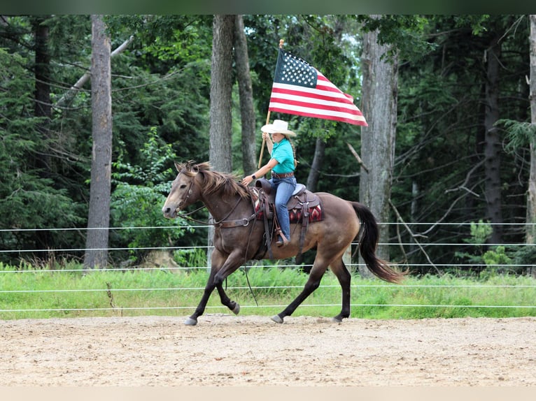 American Quarter Horse Ruin 10 Jaar 160 cm Buckskin in Clarion, PA