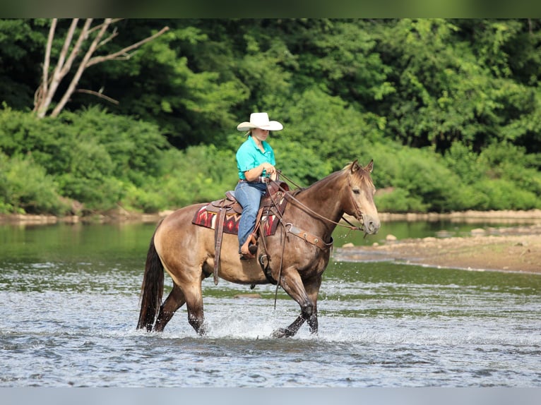 American Quarter Horse Ruin 10 Jaar 160 cm Buckskin in Clarion, PA