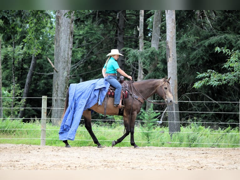 American Quarter Horse Ruin 10 Jaar 160 cm Buckskin in Clarion, PA