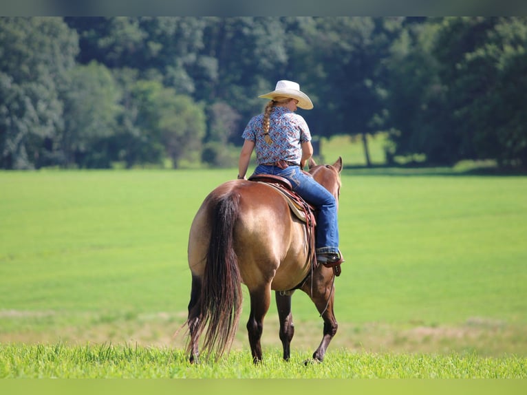American Quarter Horse Ruin 10 Jaar 160 cm Buckskin in Clarion, PA