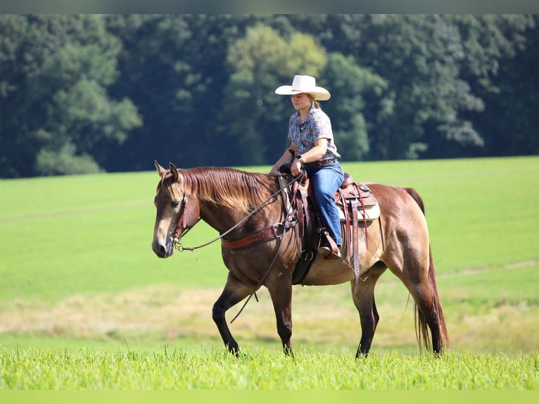 American Quarter Horse Ruin 10 Jaar 160 cm Buckskin in Clarion, PA