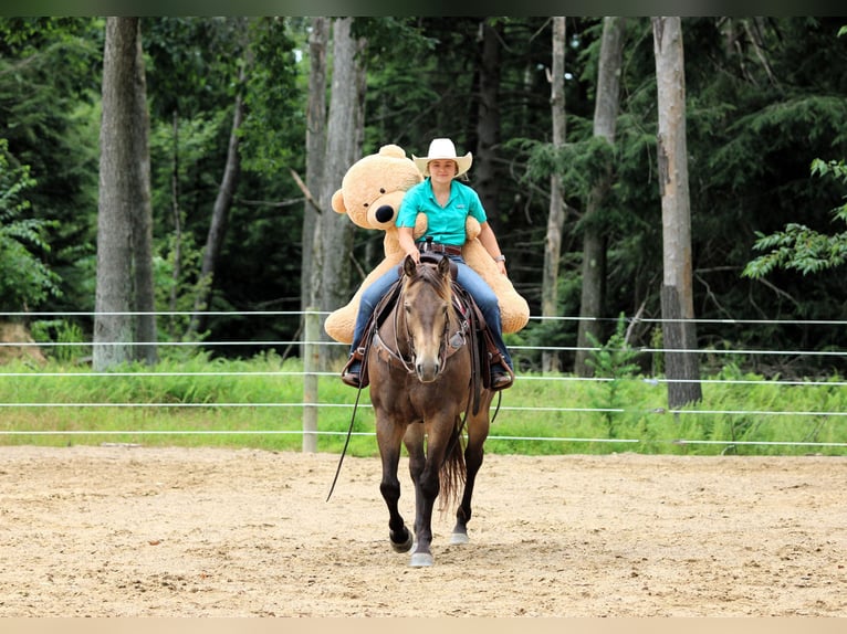 American Quarter Horse Ruin 10 Jaar 160 cm Buckskin in Clarion, PA