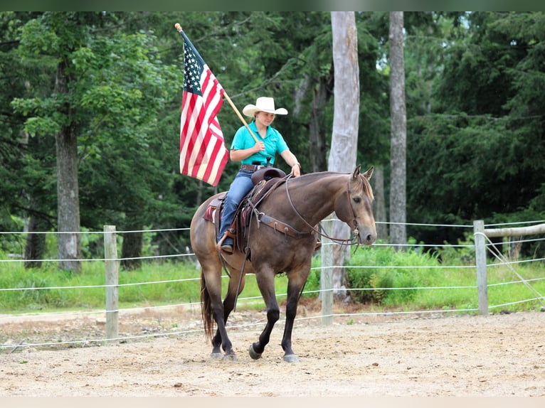 American Quarter Horse Ruin 10 Jaar 160 cm Buckskin in Clarion, PA