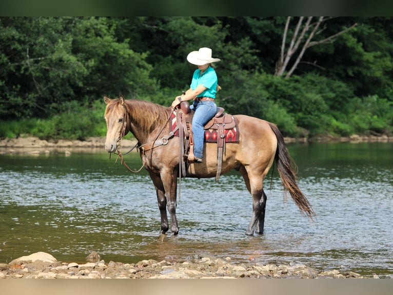 American Quarter Horse Ruin 10 Jaar 160 cm Buckskin in Clarion, PA