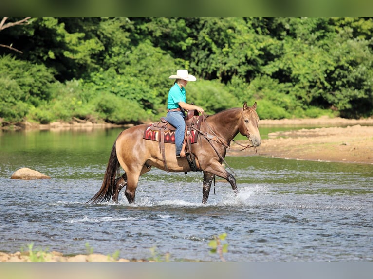 American Quarter Horse Ruin 10 Jaar 160 cm Buckskin in Clarion, PA