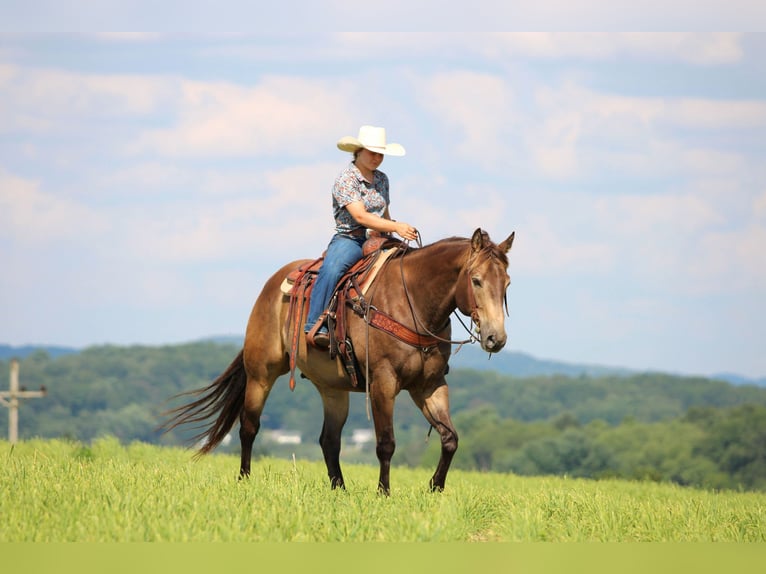 American Quarter Horse Ruin 10 Jaar 160 cm Buckskin in Clarion, PA