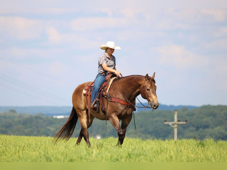 American Quarter Horse Ruin 10 Jaar 160 cm Buckskin in Clarion, PA