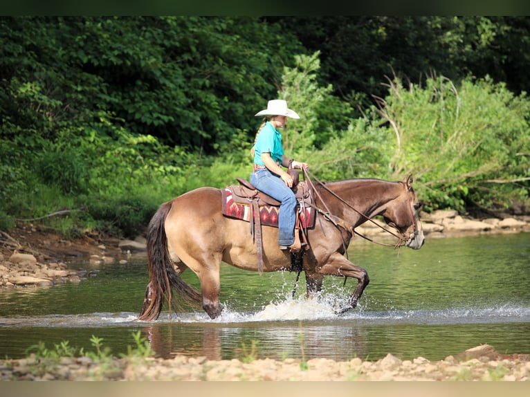 American Quarter Horse Ruin 10 Jaar 160 cm Buckskin in Clarion, PA
