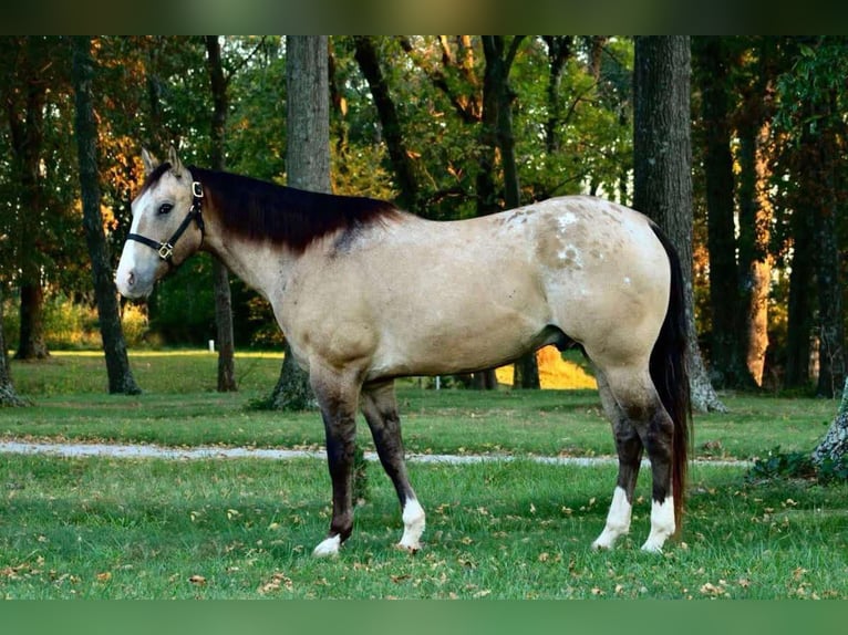 American Quarter Horse Ruin 10 Jaar 160 cm Buckskin in Howell, MI