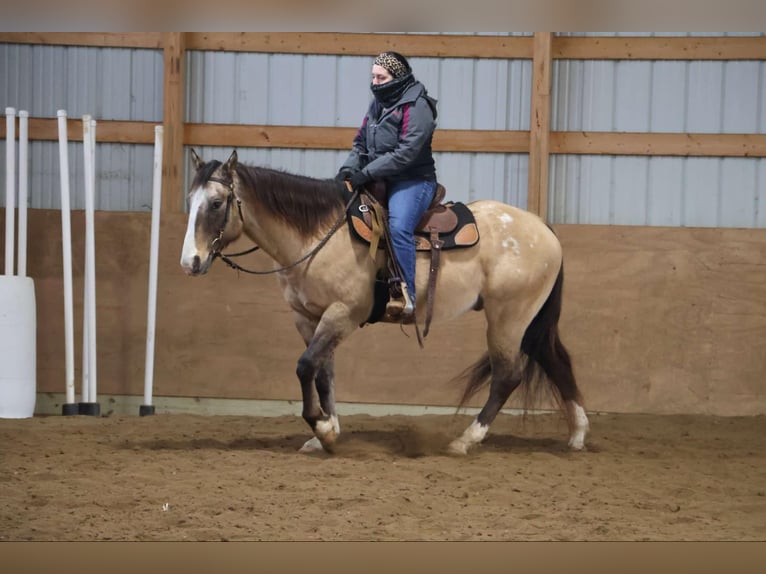 American Quarter Horse Ruin 10 Jaar 160 cm Buckskin in Howell, MI