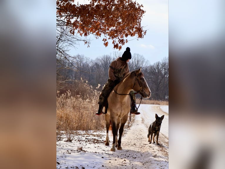 American Quarter Horse Ruin 10 Jaar 160 cm Buckskin in Howell, MI