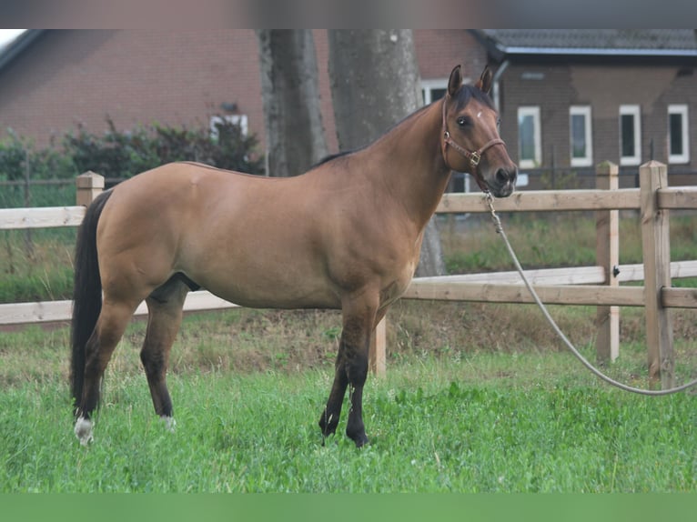 American Quarter Horse Ruin 10 Jaar 160 cm Falbe in Nistelrode