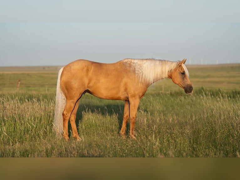 American Quarter Horse Ruin 10 Jaar 160 cm Palomino in Waco, TX
