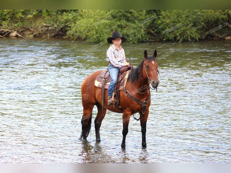 American Quarter Horse Ruin 10 Jaar 160 cm Roodbruin in Clarion