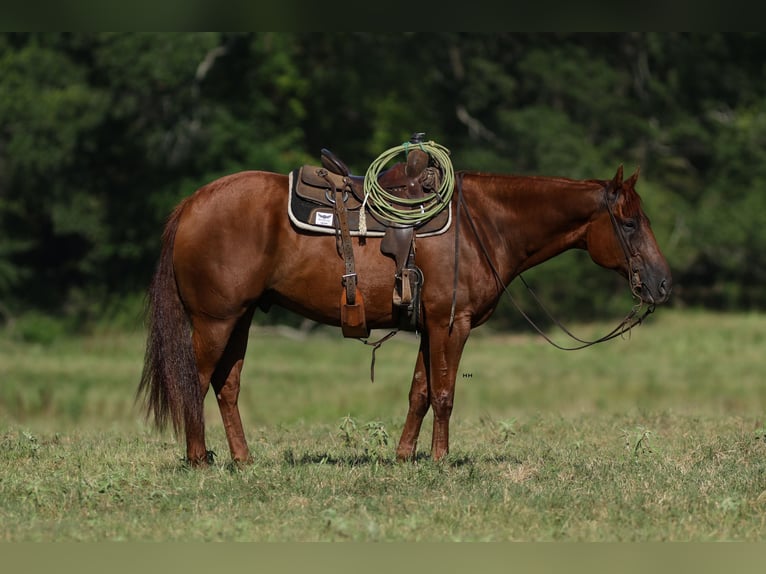 American Quarter Horse Ruin 10 Jaar 160 cm Roodvos in Troup, TX