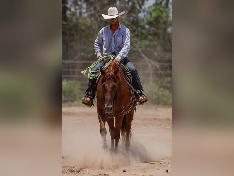 American Quarter Horse Ruin 10 Jaar 160 cm Roodvos in Troup, TX