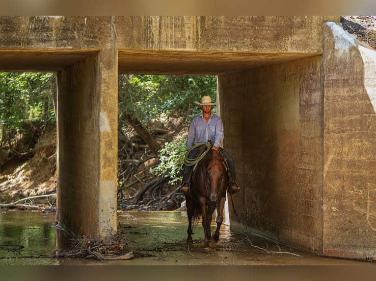 American Quarter Horse Ruin 10 Jaar 160 cm Roodvos in Troup, TX