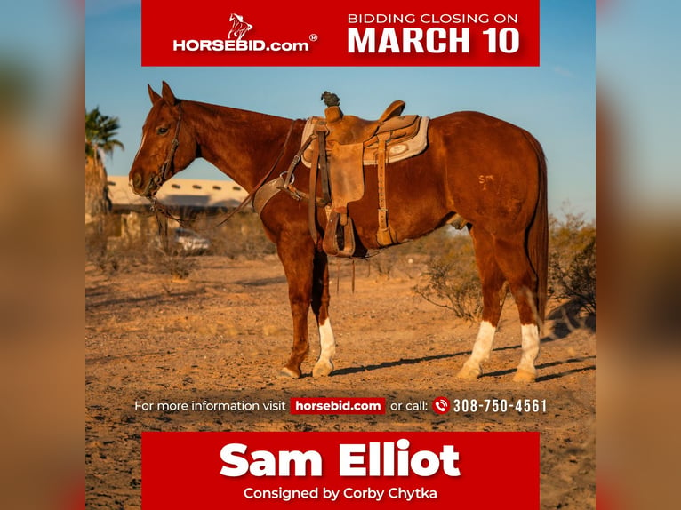 American Quarter Horse Ruin 10 Jaar 160 cm Roodvos in Wittmann, AZ