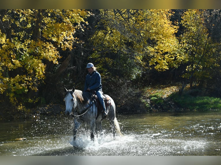 American Quarter Horse Ruin 10 Jaar 160 cm Schimmel in Rebersburg