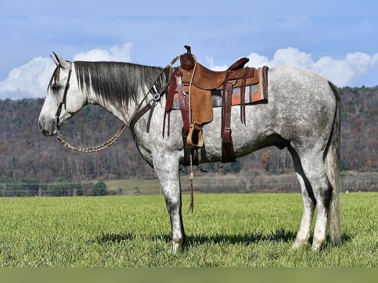 American Quarter Horse Ruin 10 Jaar 160 cm Schimmel in Rebersburg