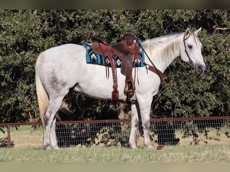 American Quarter Horse Ruin 10 Jaar 160 cm Schimmel in Jacksboro TX