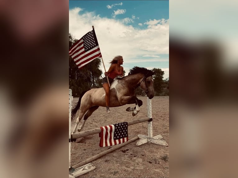 American Quarter Horse Ruin 10 Jaar 163 cm Buckskin in Fort Collins CO