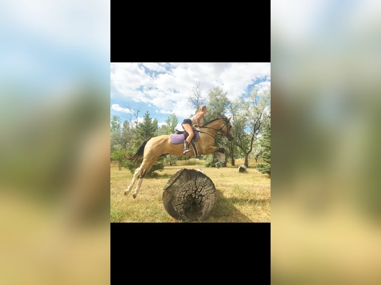 American Quarter Horse Ruin 10 Jaar 163 cm Buckskin in Fort Collins CO