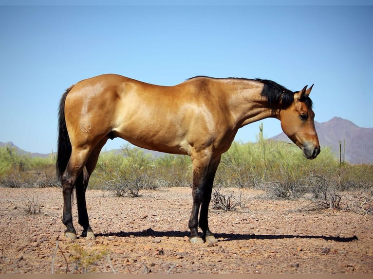 American Quarter Horse Ruin 10 Jaar 163 cm Buckskin in Marana AZ
