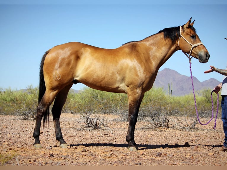 American Quarter Horse Ruin 10 Jaar 163 cm Buckskin in Marana AZ