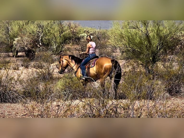 American Quarter Horse Ruin 10 Jaar 163 cm Buckskin in Marana AZ