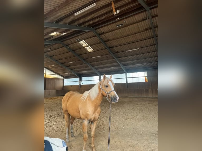 American Quarter Horse Ruin 10 Jaar 163 cm Champagne in Bensheim