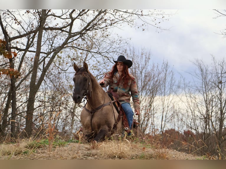 American Quarter Horse Ruin 10 Jaar 163 cm Grullo in Howell MI