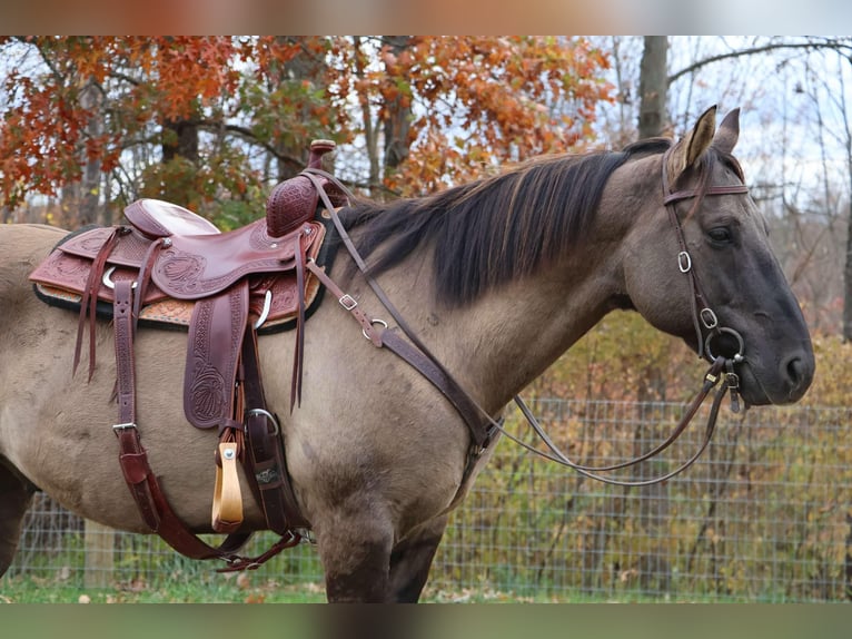 American Quarter Horse Ruin 10 Jaar 163 cm Grullo in Howell MI