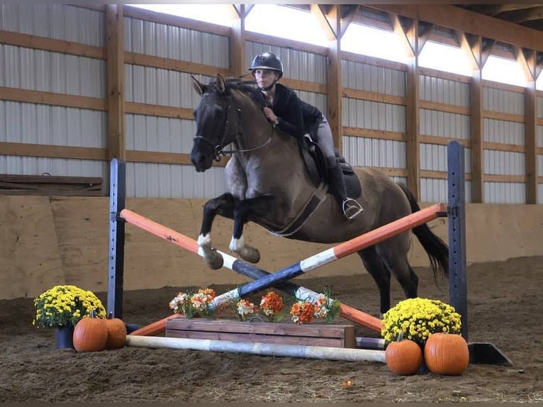 American Quarter Horse Ruin 10 Jaar 163 cm Grullo in Howell MI