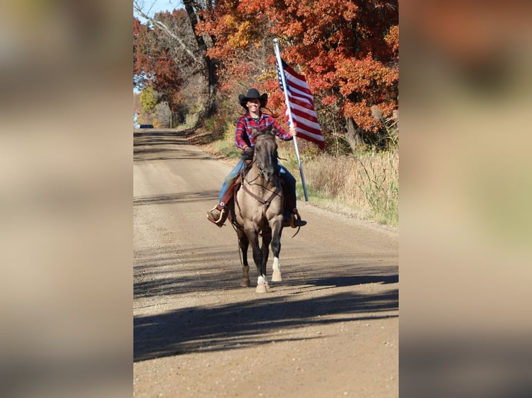 American Quarter Horse Ruin 10 Jaar 163 cm Grullo in Howell MI