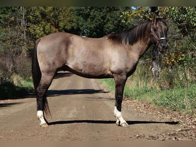 American Quarter Horse Ruin 10 Jaar 163 cm Grullo in Howell MI