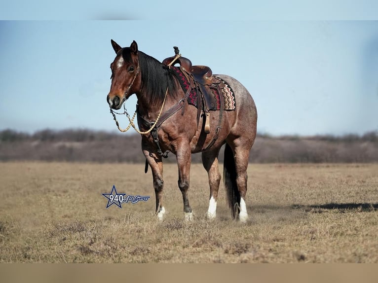 American Quarter Horse Ruin 10 Jaar 163 cm Roan-Bay in Addison, TX
