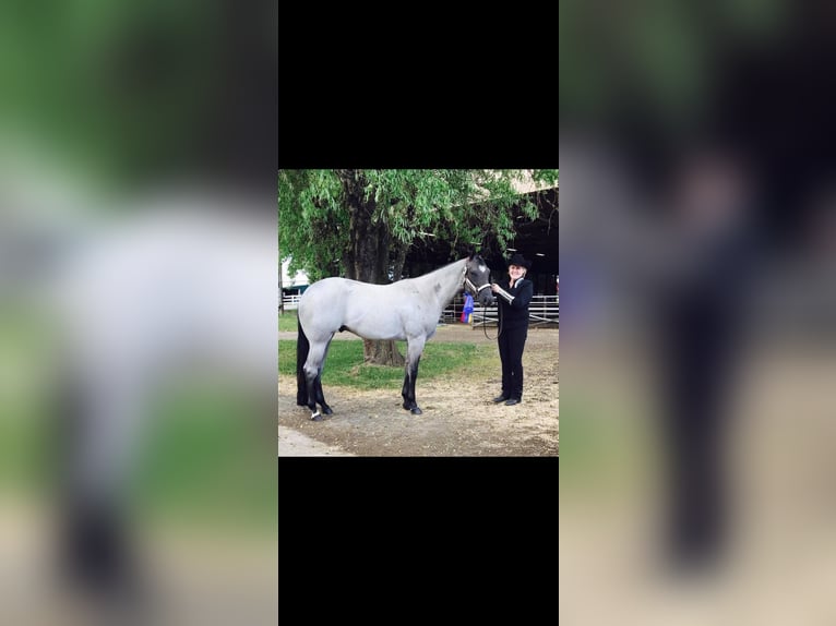 American Quarter Horse Ruin 10 Jaar 163 cm Roan-Blue in Fordland