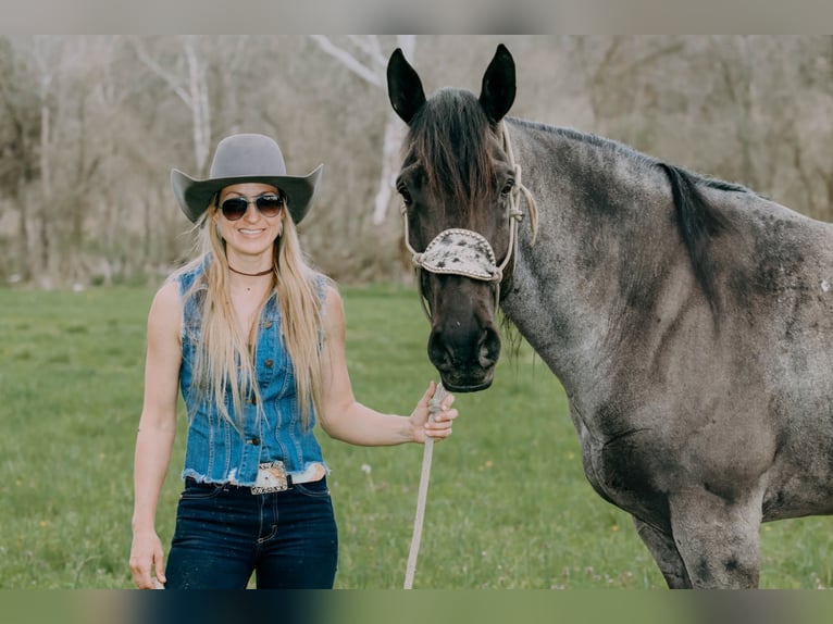 American Quarter Horse Ruin 10 Jaar 163 cm Roan-Blue in Tilton, KY