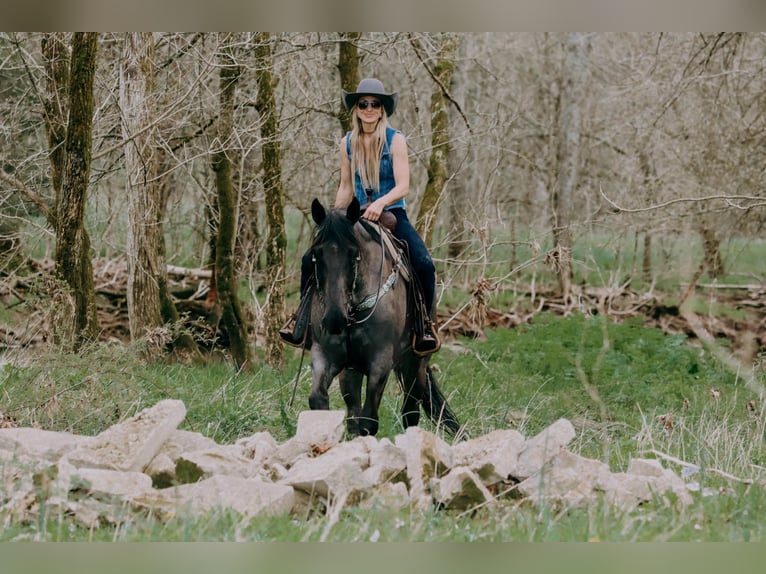 American Quarter Horse Ruin 10 Jaar 163 cm Roan-Blue in Tilton, KY