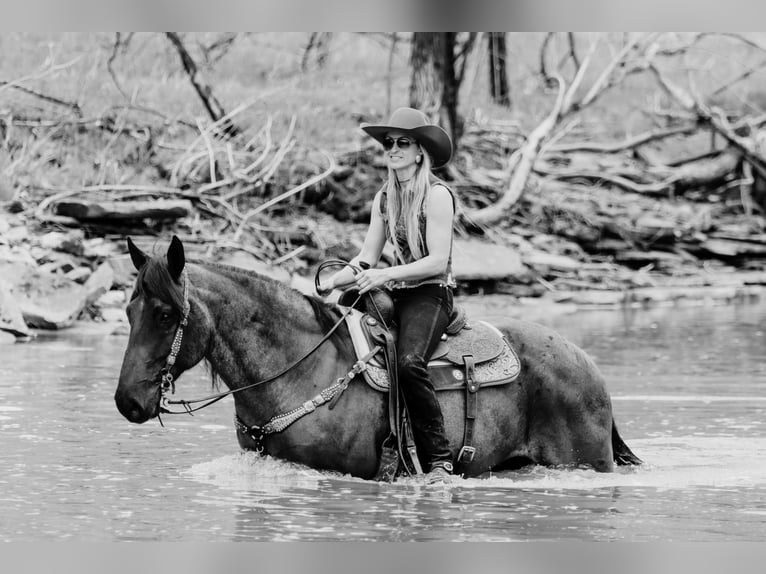 American Quarter Horse Ruin 10 Jaar 163 cm Roan-Blue in Tilton, KY