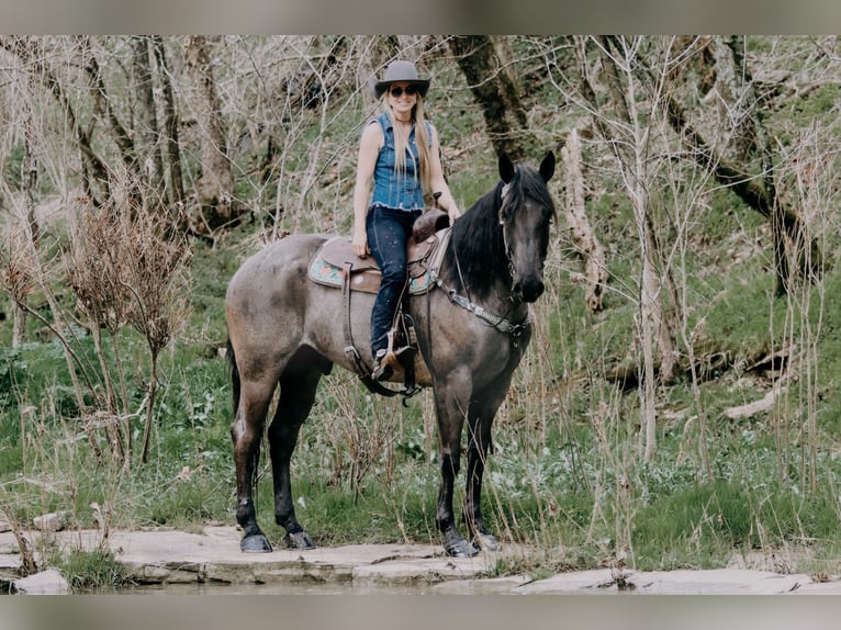 American Quarter Horse Ruin 10 Jaar 163 cm Roan-Blue in Tilton, KY