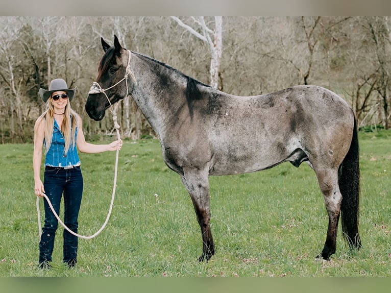 American Quarter Horse Ruin 10 Jaar 163 cm Roan-Blue in Tilton, KY